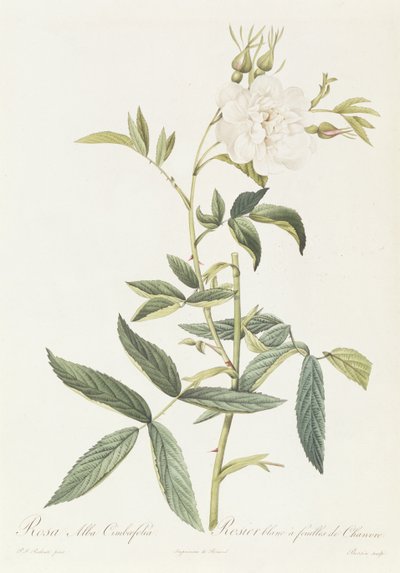 Rosa Alba Cimbaefolia von Pierre Joseph Redouté